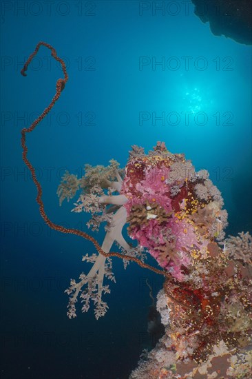 Twisted spiral wire coral