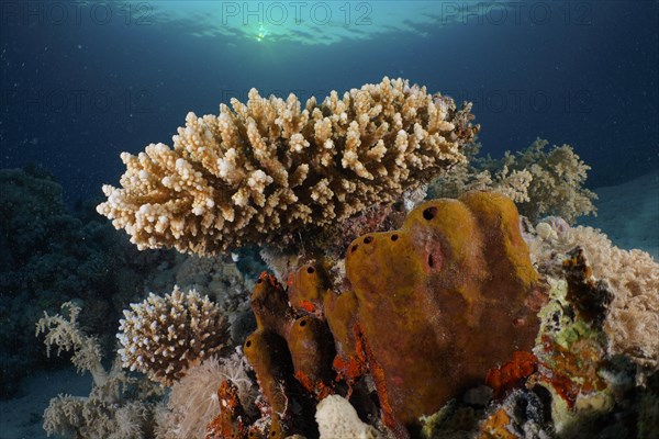 Low staghorn coral