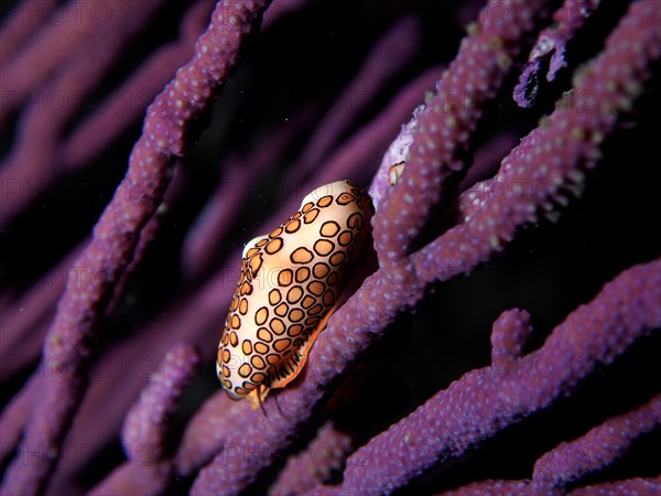 Flamingo tongue snail