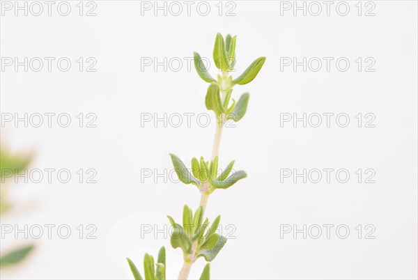 Thyme