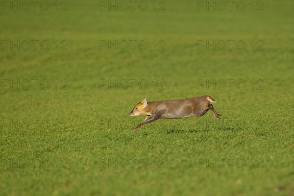 Muntjac