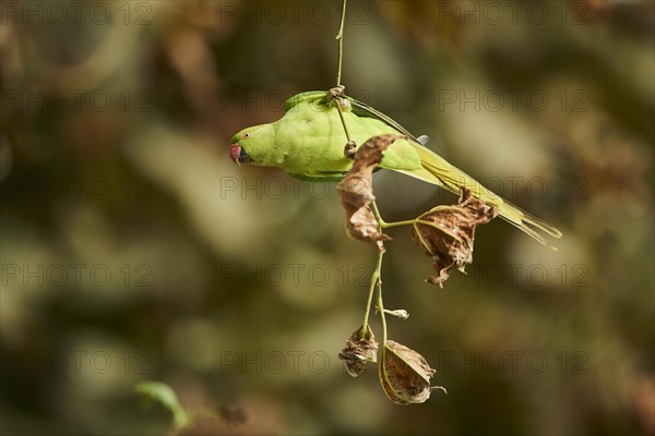 Monk parakeet