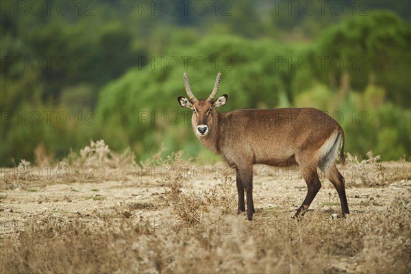 Waterbuck