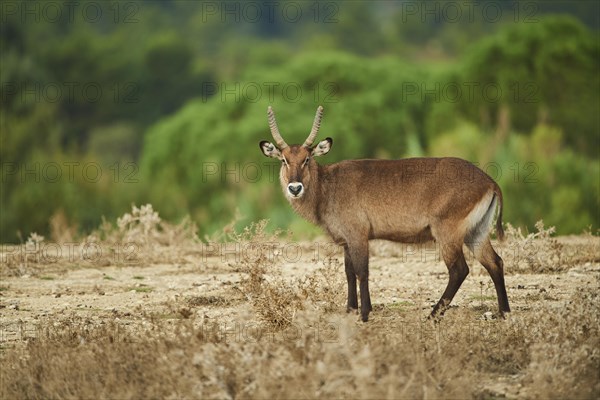 Waterbuck