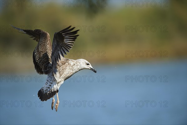 Yellow-legged gull