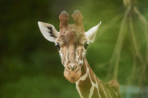 Reticulated giraffe