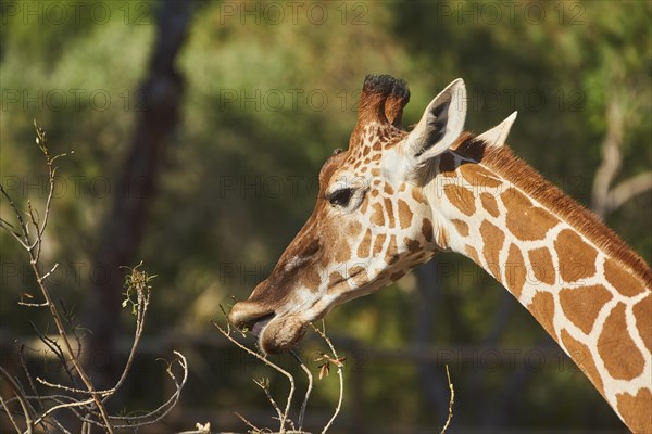 Reticulated giraffe