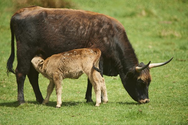 Aurochs