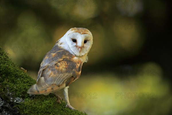Common barn owl