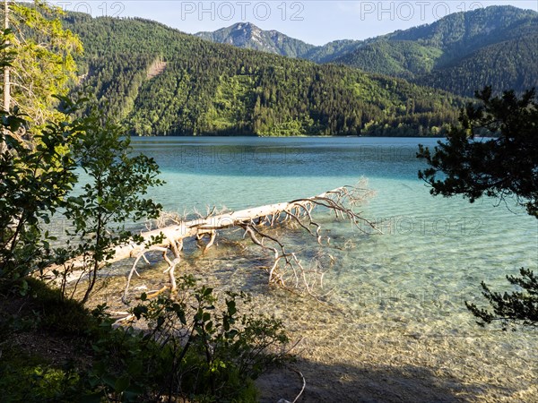 Tree trunk in the lake