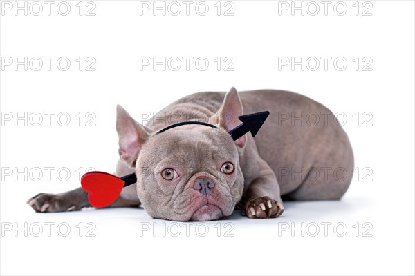 French Bulldog dog wearing Valentine's day cupid arrow headband on white background