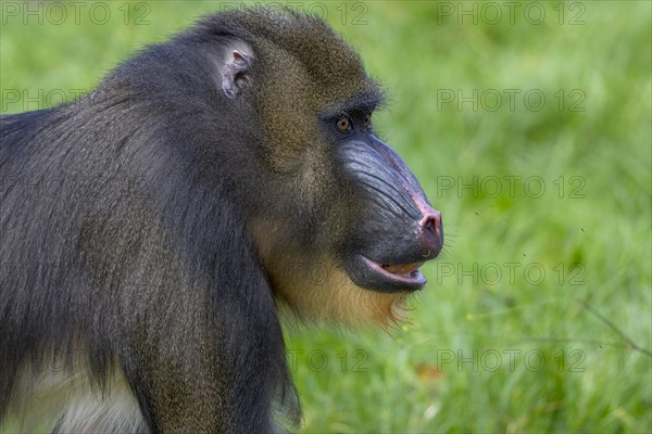 Mandrill