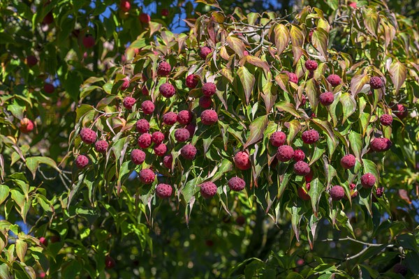 Kousa dogwood