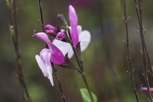 Flowers of pineapple sage