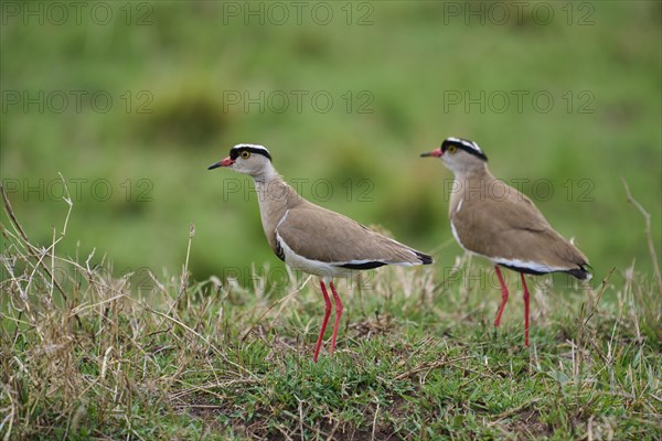 Crowned Lapwing