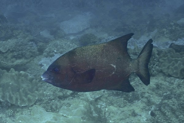 Natal billfish