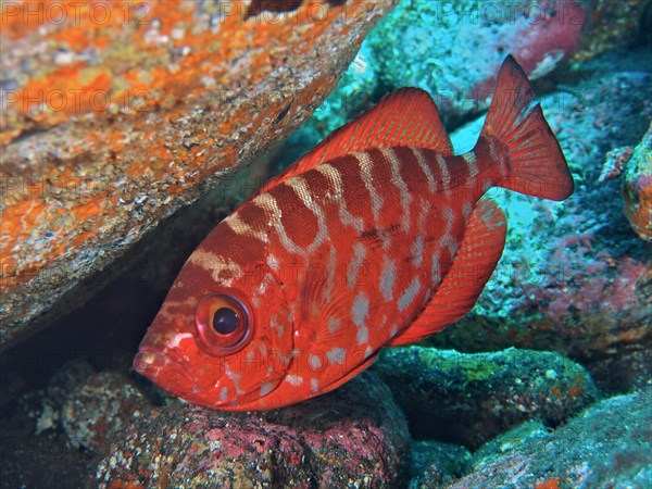 Bigeye glasseye snapper