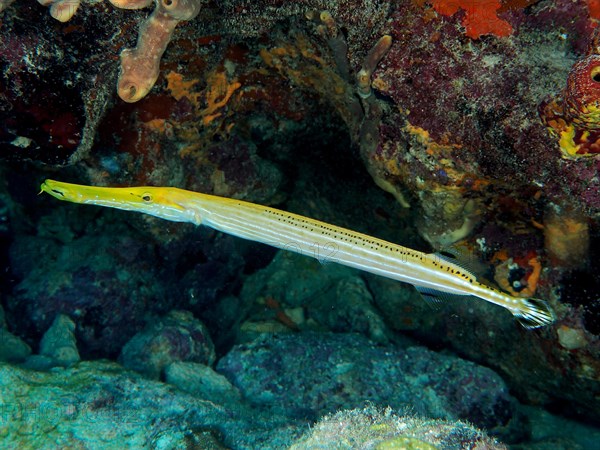 West Atlantic trumpetfish