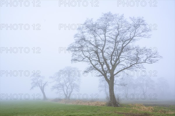 Tree in the fog