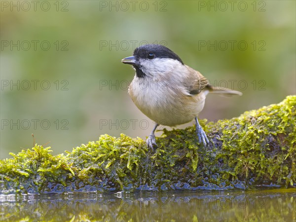 Marsh tit