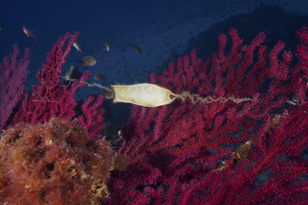 Egg capsule of nursehound