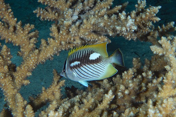 Night colouring of chevron butterflyfish