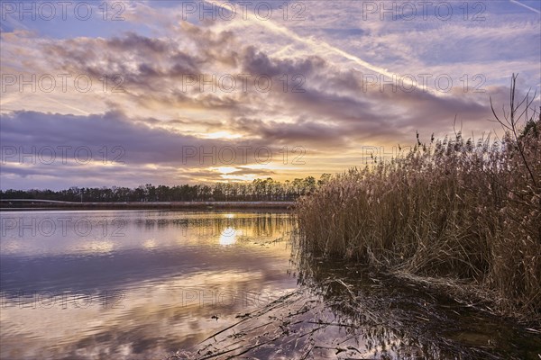 Sunset at a lake with reeds