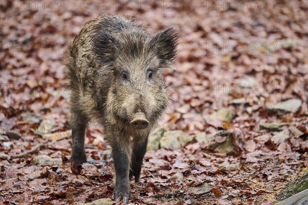 Young Wild boar