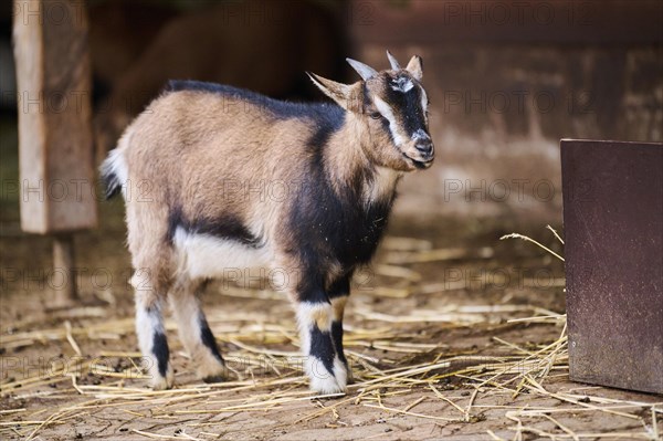 Domestic goat