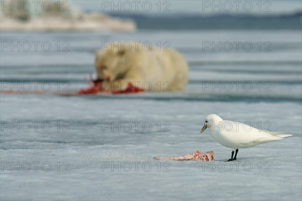 Ivory Gull