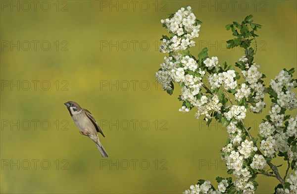 Eurasian tree sparrow