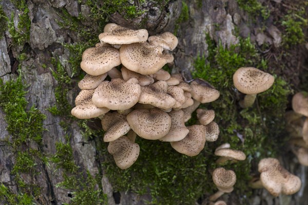 Armillaria polymyces