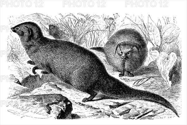 Indian gray mongoose