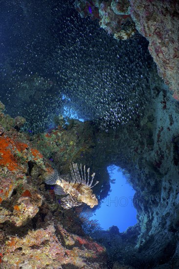 Pacific red lionfish