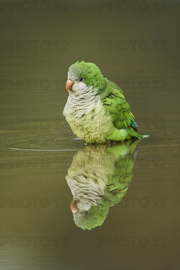 Monk parakeet