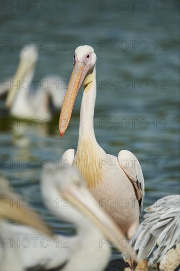 Great white pelican