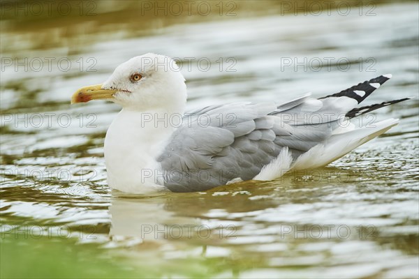 Yellow-legged gull