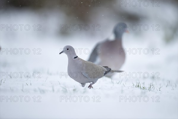 Eurasian collared dove