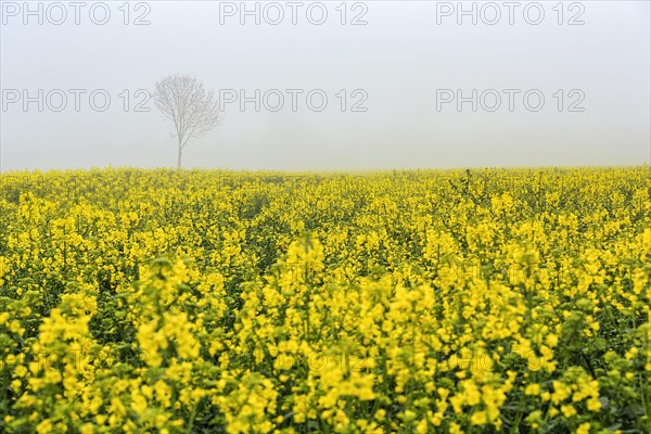 Rape field in bloom