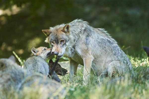 Eastern wolf