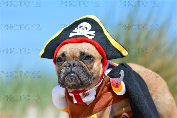 Funny fawn French Bulldog dog girl dressed up in pirate costume with hat and hook