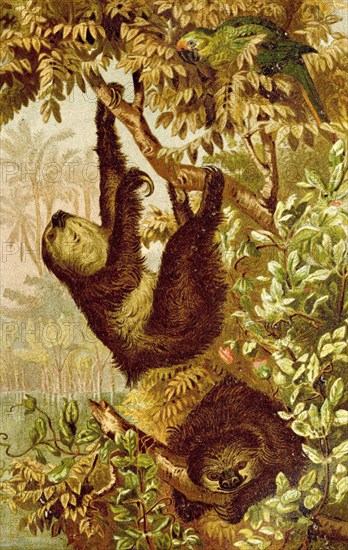 Hoffmann's two-toed sloth