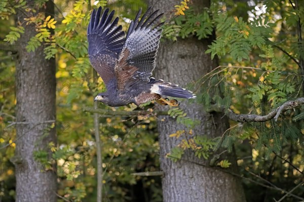 Harris's hawk