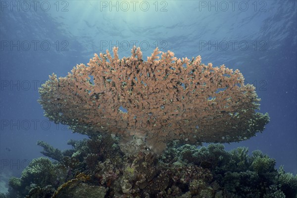 Pharaoh antler coral