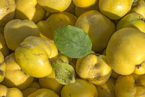 Freshly harvested quinces