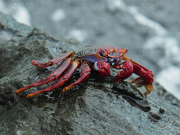 Red rock crab