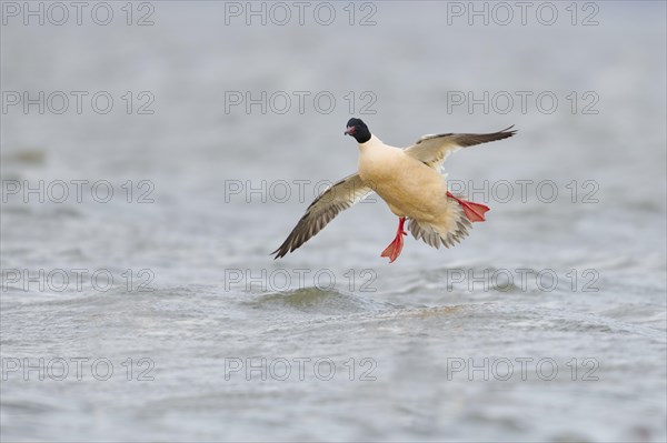 Common merganser