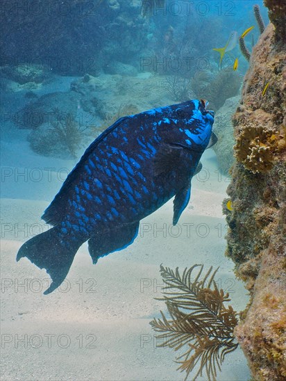 Midnight parrotfish