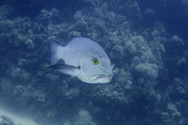 Two-spot red snapper