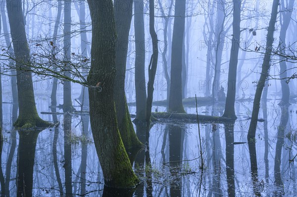 Flooded alder swamp on the shore of Lake Duemmer